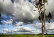 养生良方石斛田七花旗参汤，护眼缓解疲劳新选择